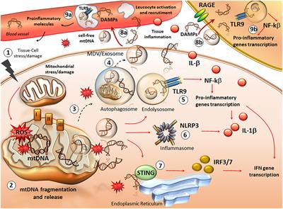 ccf-mtDNA as a Potential Link Between the Brain and Immune System in Neuro-Immunological Disorders